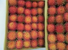  FRESH   RAMBUTAN 