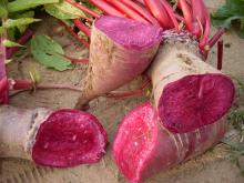 Red Radish Color