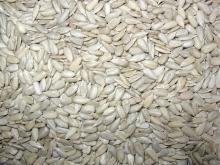 Higher grade  confectionery   sunflower  kernel Ukraine 2013 crop