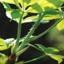Siberian Ginseng Extract Powder