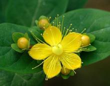Natural St.John's Wort Extract Powder