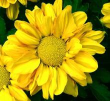 Supply  Marigold   Extract   Powder 
