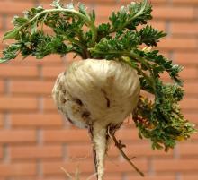 Natural Maca Extract Powder