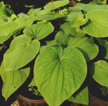 Supply Kava Kava Extract Powder