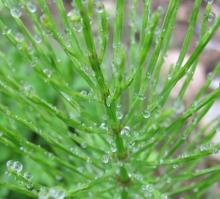 Supply Natural Horsetail Extract Powder