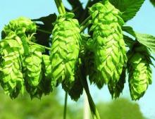 Supply Beer Hops Extract Powder