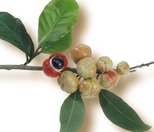 Supply  Guarana   Extract  Powder