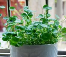 Supply Gotu  Kola   Extract   Powder 