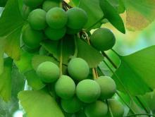 Supply  Ginkgo  Biloba Extract  Powder 