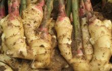 Supply  Natural   Ginger  Root  Extract   Powder 