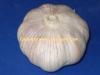 fresh garlic
