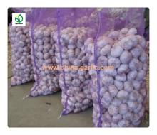 china garlic