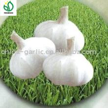 Jinxiang garlic