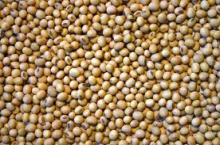 soybean