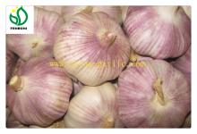 purple garlic