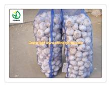  Laiwu   garlic 