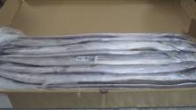 FROZEN RIBBON FISH