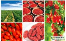Qinghai Goji Berries