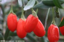 Wolf berry/goji berry with high quality