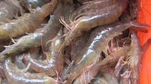 sea frozen  white   vannamei   shrimp 