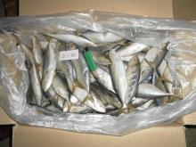 frozen indian mackerel fish WR