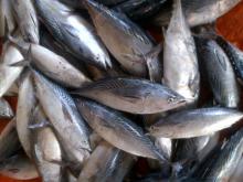 A Grade whole round frozen bonito fish