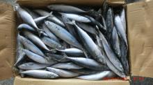 Frozen Seafood Pacific Mackerel On Sale