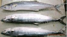frozen spanish mackerel fish WR