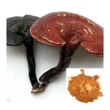 Reishi mushroom extract
