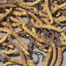  Cordyceps   Sinensis   extract 