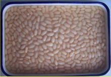 Canned white kidney bean Chinese Origin