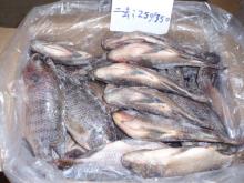  Tilapia   Gutted  & Scaled
