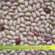 2014 Crop High Quality Wholesale LSKB American Type,Light Speckled Kidney Beans,Beans Round Shape