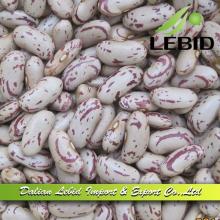 Long Shape China Speckled Kidney Beans For Sale 2014 Crop,LSKB Price