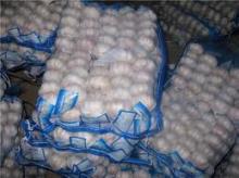 Fresh Garlic For Sale