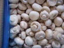  Canned   shiitake  mushroom