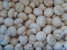 Canned Champignon Mushroom