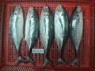 Atlantic mackerel fish