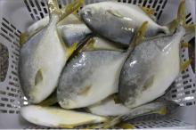 Golden  Pomfret 