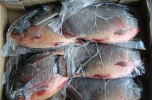 Frozen  Red   Pomfret  /  Red  pacu