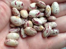 LSKB, American type, oval shape/ Pinto Beans supplier