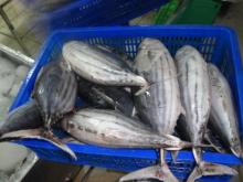 Sell: Frozen skipjack tuna whole round
