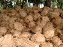  Fresh   Coconut 