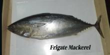 Sell: Frozen frigate (tuna) mackerel whole round