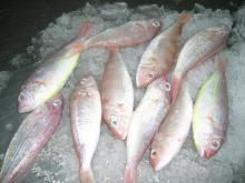 Sell:  Frozen  golden  threadfin   bream  whole round