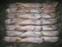 Sell: Frozen horsehead fish whole round
