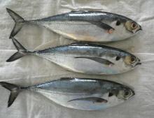Sell: Frozen horse mackerel whole round, good quality
