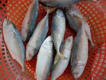 Sell: Frozen indian mackerel fish whole round