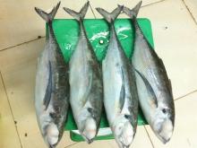Sell:  Frozen   hard   tail  scad whole round