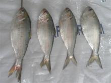 Sell: Frozen sardine fish ( dotted  gizzard  shad ) whole round